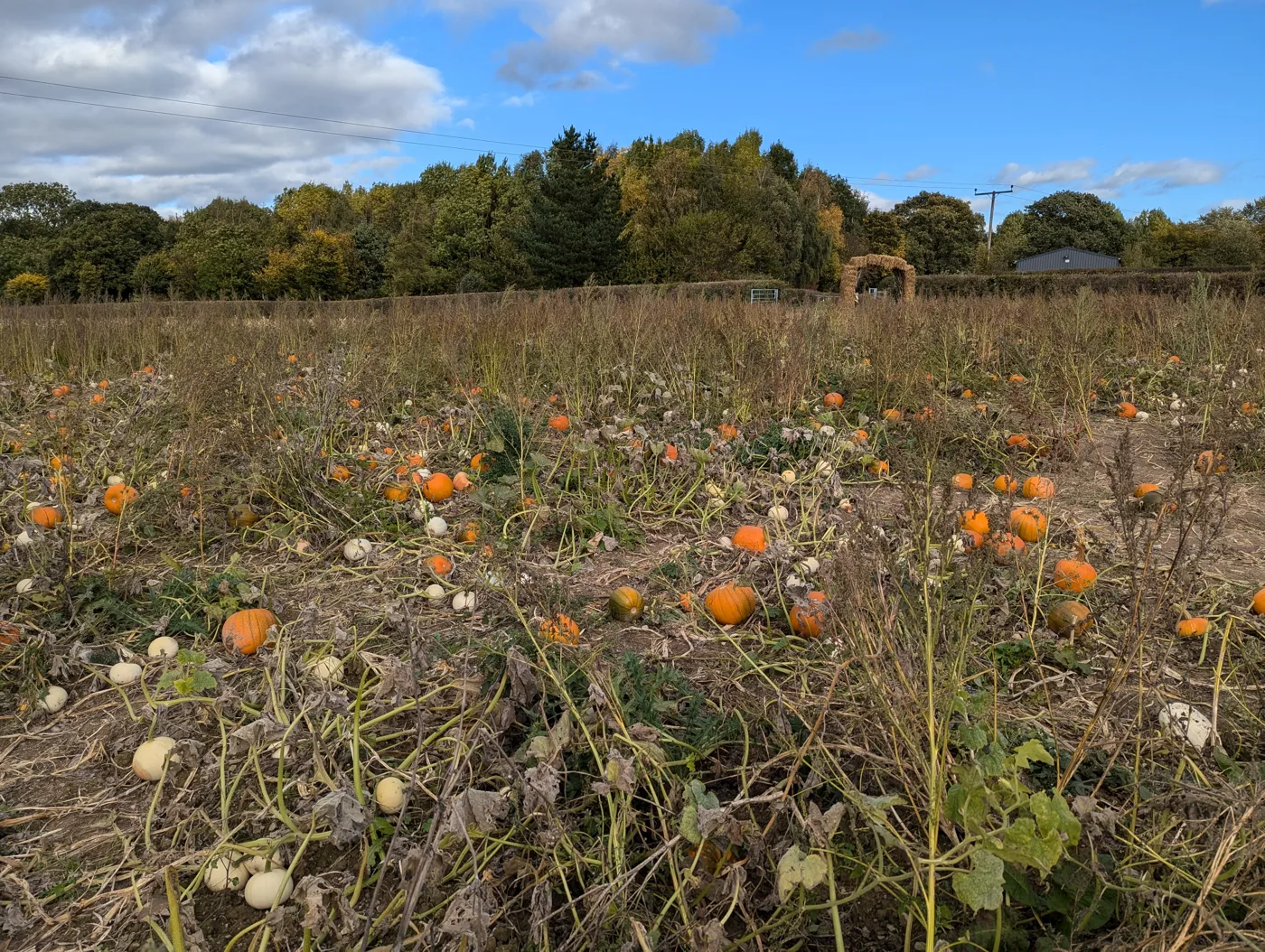 A pick-your-own pumpkin patch on an English farm. Banbury's two patches, at Adderbury and Horley, open in October